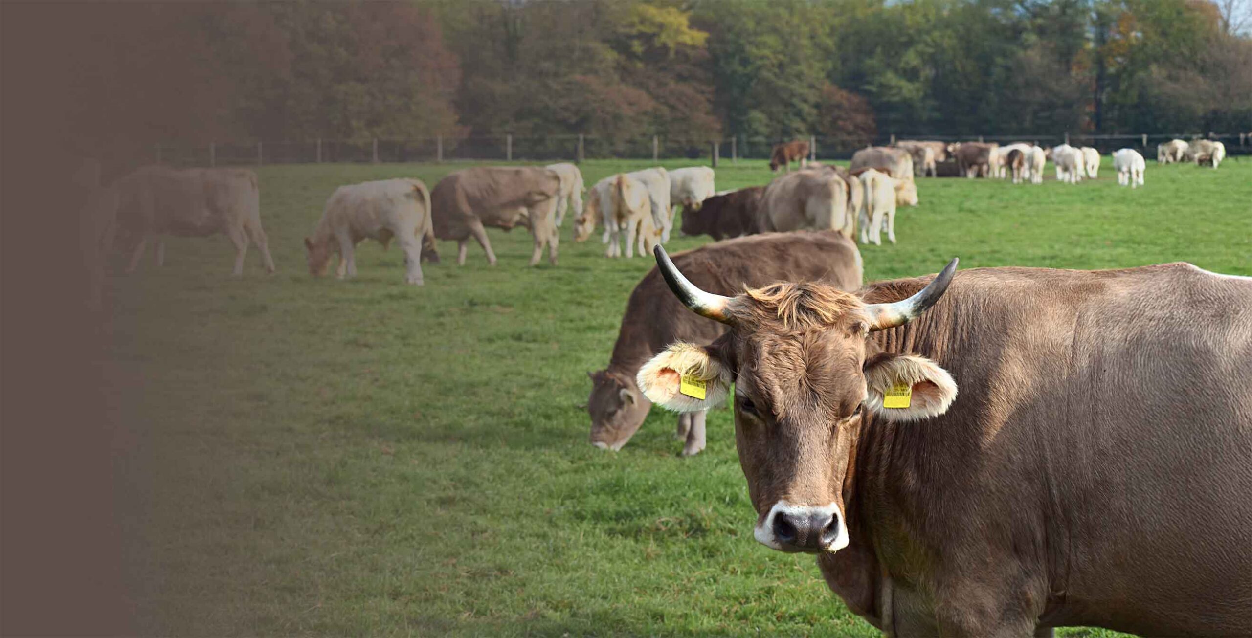 Çamlıca\n Kurban\n 2026 